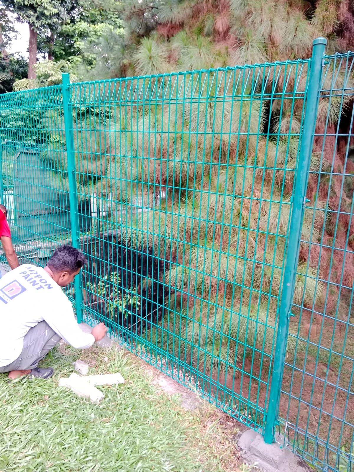 painting brc fencing with nippon paint